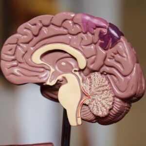 Wirkung von psychopharmaka im Gehirn-Modell